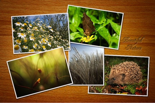 Kako narediti kul kolaž s pomočjo Photoshop Naturecollage