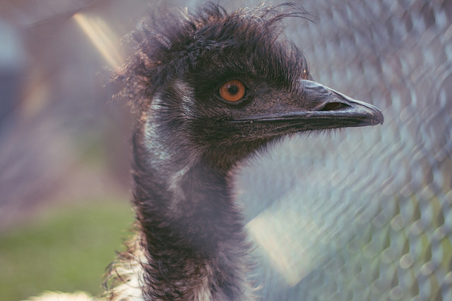 10 razlogov, da izberete ročno ostrenje skozi samodejno ostrenje, ko fotografirate zoo vrtno sliko utripa